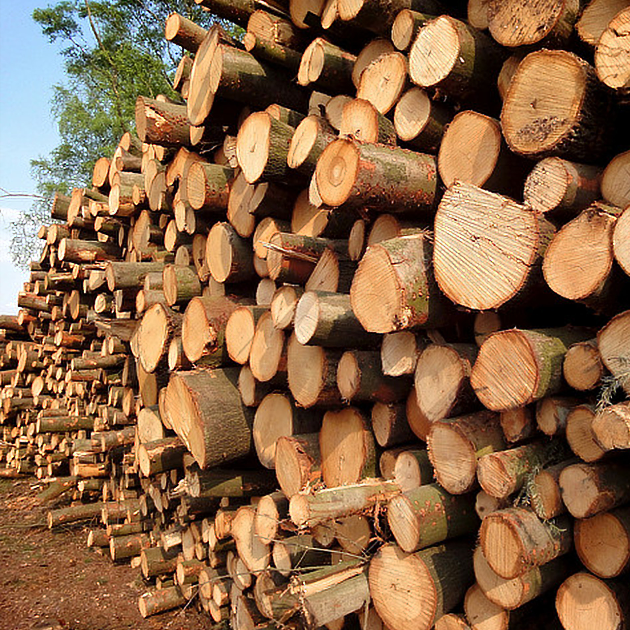 Logs